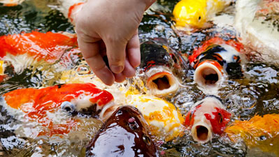 Staple Fish Food Feeding